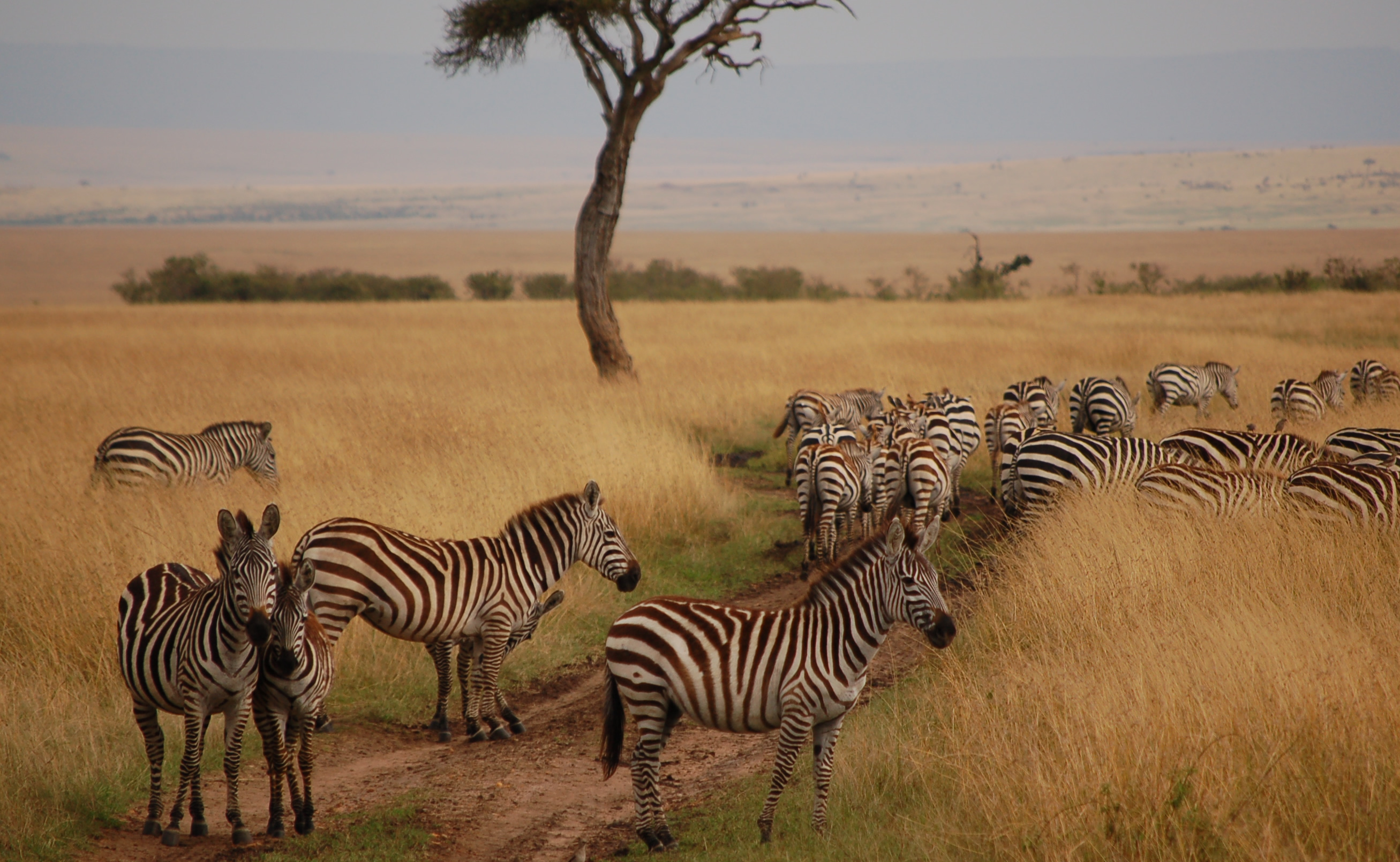 Maasai Mara